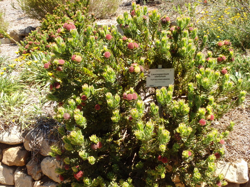 Kirstenbosch National Botanical Garden.